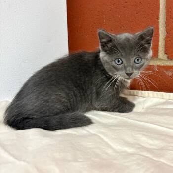 Charlotte -  Domestic Short Hair Cat for Adoption in Cabot, Arkansas - Charlotte | PetCurious