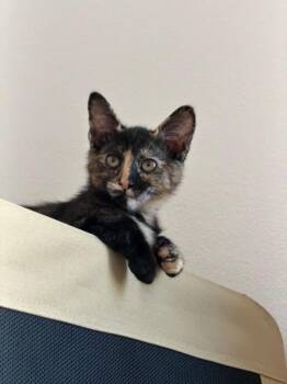 Tina 5240 -  Domestic Short Hair Cat for Adoption in Bonsall, California - Tina 5240 | PetCurious