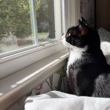 Miss Kitty -  Domestic Short Hair Cat for Adoption in Raleigh, North Carolina - Miss Kitty | PetCurious