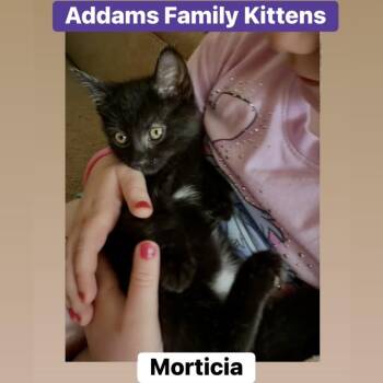 Morticia -  Domestic Short Hair Cat for Adoption in Lemoyne, Pennsylvania - Morticia | PetCurious