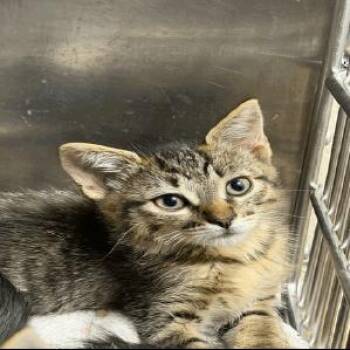 Pepperoni -  Domestic Short Hair Cat for Adoption in Buellton, California - Pepperoni | PetCurious