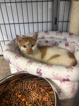 Rescue Domestic Short Hair Cats for Adoption in Algona, Iowa - Matilda | PetCurious