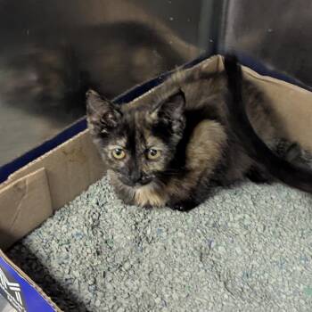 Selene -  Domestic Short Hair Cat for Adoption in Jeffersonville, Indiana - Selene | PetCurious