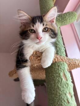 Howie -  Domestic Short Hair Cat for Adoption in Montreal, Quebec - Howie | PetCurious