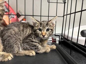 ELEANOR ROOSEVELT -  Domestic Short Hair Cat for Adoption in Antioch, California - ELEANOR ROOSEVELT | PetCurious