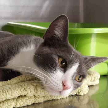 Glorristi -  Domestic Short Hair Cat for Adoption in Spokane, Washington - Glorristi | PetCurious