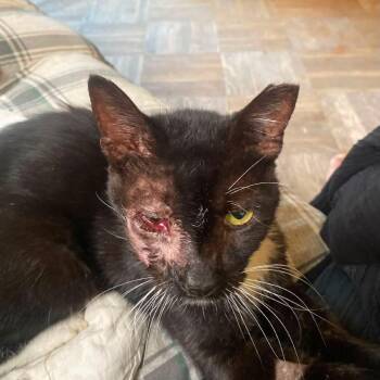 Chance -  Domestic Short Hair Cat for Adoption in New York, New York - Chance | PetCurious