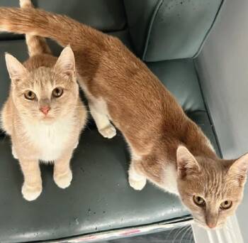 Domestic Short Hair Cats Available for Adoption - Clark | PetCurious