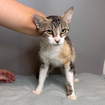 Melvin -  Domestic Short Hair Cat for Adoption in San Antonio, Texas - Melvin | PetCurious