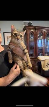 Rescue Tabby Cats for Adoption in Las Vegas, Nevada - Pigeon Vigilante | PetCurious