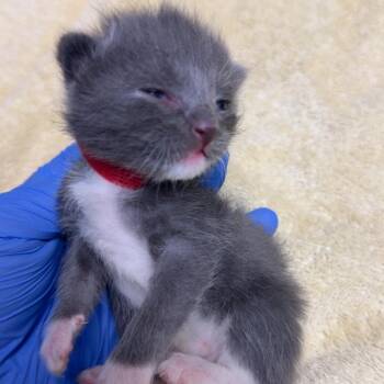 Pete -  Domestic Short Hair Cat for Adoption in Lakewood, Colorado - Pete | PetCurious