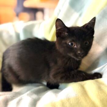 Nicholas -  Domestic Short Hair Cat for Adoption in Blackfoot, Idaho - Nicholas | PetCurious