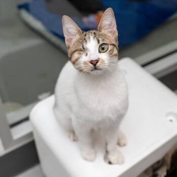 Domestic Short Hair Cats Available for Adoption - Kafta | PetCurious