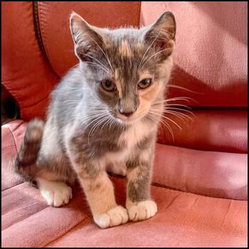 Rescue Domestic Short Hair and Tortoiseshell Cats for Adoption in Roswell, Georgia - Pepper | PetCurious