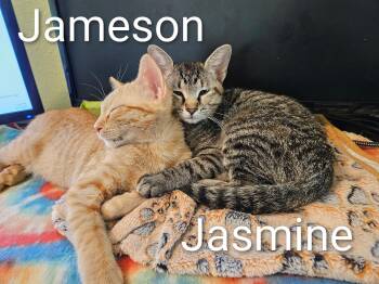 Rescue Tabby and Domestic Short Hair Cats for Adoption in Spring, Texas - Jameson - North Conroe Petsmart | PetCurious