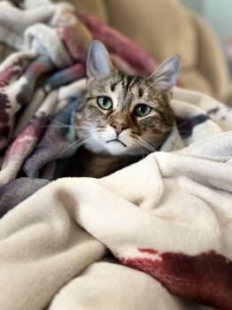Java -  Tabby Cat for Adoption in Columbia, South Carolina - Java | PetCurious