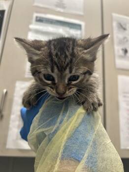 Domestic Short Hair Cats Available for Adoption in Las Vegas, Nevada - STAR | PetCurious