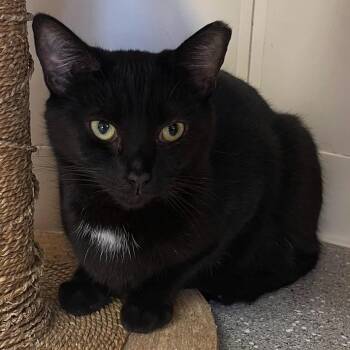 Rescue Domestic Short Hair Cats for Adoption in Indiana, Pennsylvania - Star | PetCurious