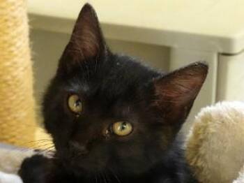 Spencer -  Domestic Short Hair Cat for Adoption in Butte, Montana - Spencer | PetCurious
