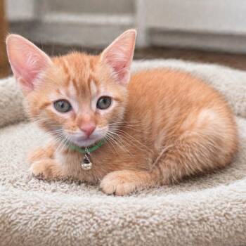 Domestic Short Hair Cats Available for Adoption in Inman, South Carolina - Madison(green) | PetCurious