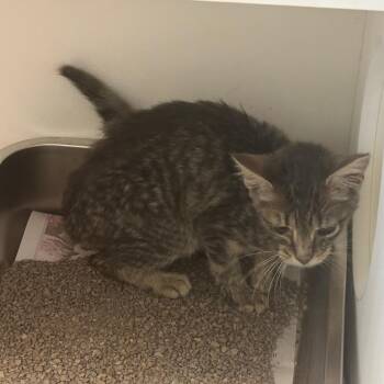 Refriderator -  Domestic Short Hair Cat for Adoption in Saint Joseph, Missouri - Refriderator | PetCurious
