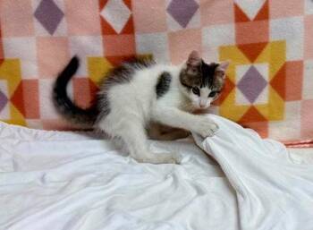 Motor oil -  Domestic Short Hair Cat for Adoption in Visalia, California - Motor Oil | PetCurious