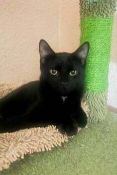 Fritz -  Domestic Short Hair Cat for Adoption in Glendale, Arizona - Fritz | PetCurious
