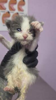 61212428 -  Domestic Short Hair Cat for Adoption in El Paso, Texas - 61212428 | PetCurious
