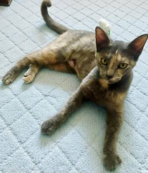 Cricket -  Domestic Short Hair Cat for Adoption in Houston, Texas - Cricket | PetCurious