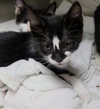 LUNA -  Domestic Short Hair Cat for Adoption in Fort Lauderdale, Florida - LUNA | PetCurious