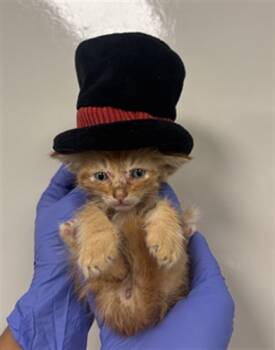 Rescue Domestic Short Hair Cats for Adoption in Ontario, California - SEUSS NEEDS A FOSTER | PetCurious