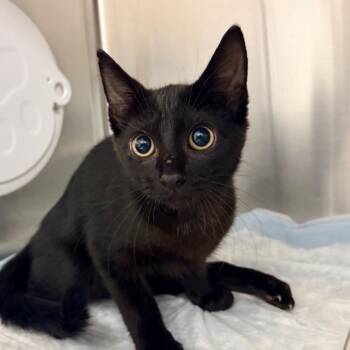 Karma -  Domestic Short Hair Cat for Adoption in West Palm Beach, Florida - Karma | PetCurious