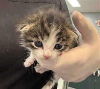 Domestic Short Hair Cats Available for Adoption in Thousand Palms, California - AMORY | PetCurious