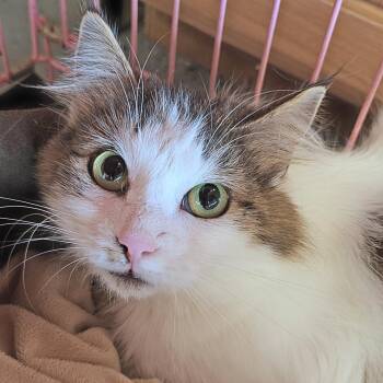 Hanna -  Domestic Long Hair and Tabby Cat for Adoption in Shippenville, Pennsylvania - Hanna | PetCurious