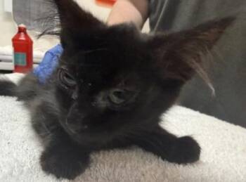 Banshee -  Domestic Short Hair Cat for Adoption in Sacramento, California - Banshee | PetCurious