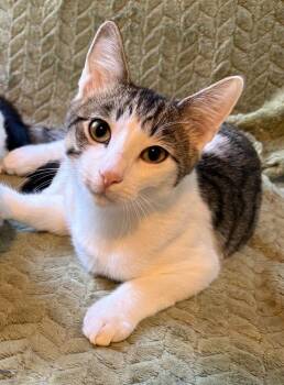 Brodie -  Domestic Short Hair Cat for Adoption in Duxbury, Massachusetts - Brodie | PetCurious