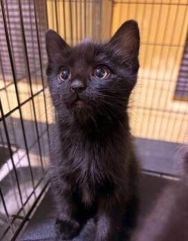 Grimm -  Domestic Medium Hair Cat for Adoption in Reno, Nevada - Grimm | PetCurious