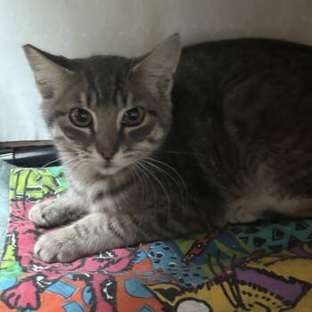 Paris -  Domestic Short Hair Cat for Adoption in Veneta, Oregon - Paris | PetCurious