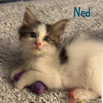 Ned -  Domestic Medium Hair and Domestic Short Hair Cat for Adoption in Port Republic, Maryland - Ned | PetCurious