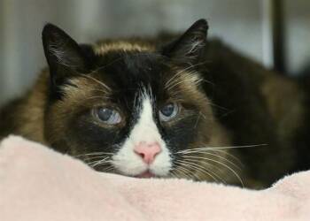MCSPLOOTS -  Domestic Short Hair Cat for Adoption in Colorado Springs, Colorado - MCSPLOOTS | PetCurious
