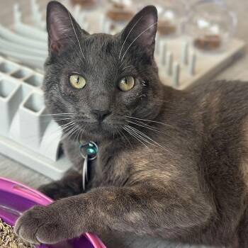 Domestic Short Hair Cats Available for Adoption in Port Washington, New York - Stormi | PetCurious