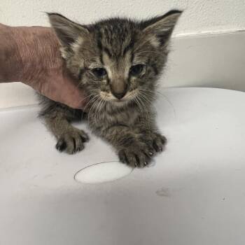Domestic Short Hair Cats Available for Adoption in St. Louis, Missouri - Gollie | PetCurious