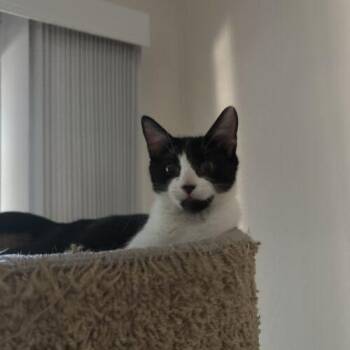 Jason -  Domestic Short Hair Cat for Adoption in Tampa, Florida - Jason | PetCurious