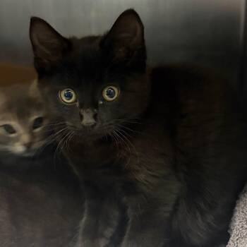 Domestic Short Hair Cats Available for Adoption in Nashville, Tennessee - Tiger Lily | PetCurious