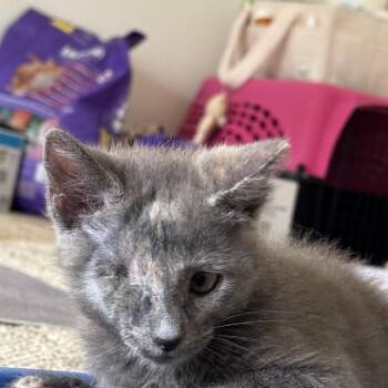 Pollywog - Athens, GA -  Domestic Short Hair and Dilute Tortoiseshell Cat for Adoption in Greensboro, Georgia - Pollywog - Athens, GA | PetCurious