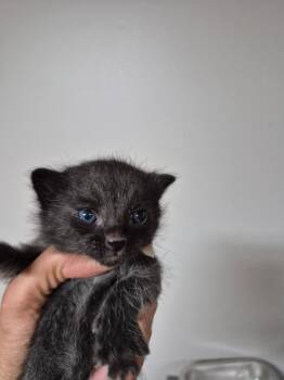 Domestic Short Hair Cats Available for Adoption in Cincinnati, Ohio - Quasar | PetCurious
