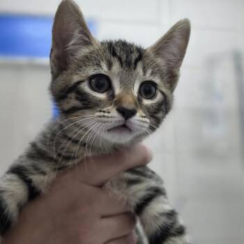 Ollie -  Domestic Short Hair Cat for Adoption in Huntsville, Alabama - Ollie | PetCurious
