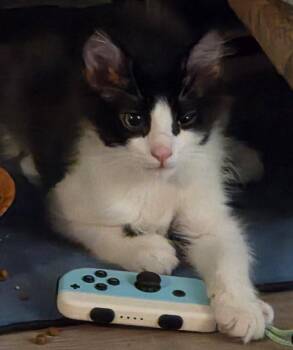 Dumpling -  Tuxedo Cat for Adoption - Dumpling | PetCurious