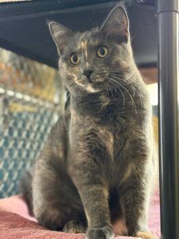 Domestic Short Hair Cats Available for Adoption in Syracuse, Indiana - Orchid | PetCurious