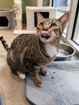 Brady -  Domestic Short Hair Cat for Adoption in Palm Coast, Florida - Brady | PetCurious